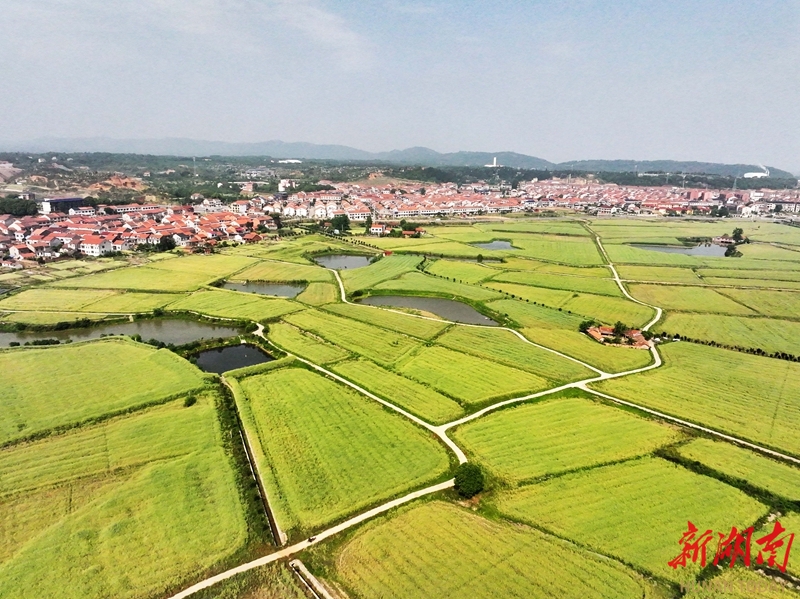 农田高标准 油菜喜丰收