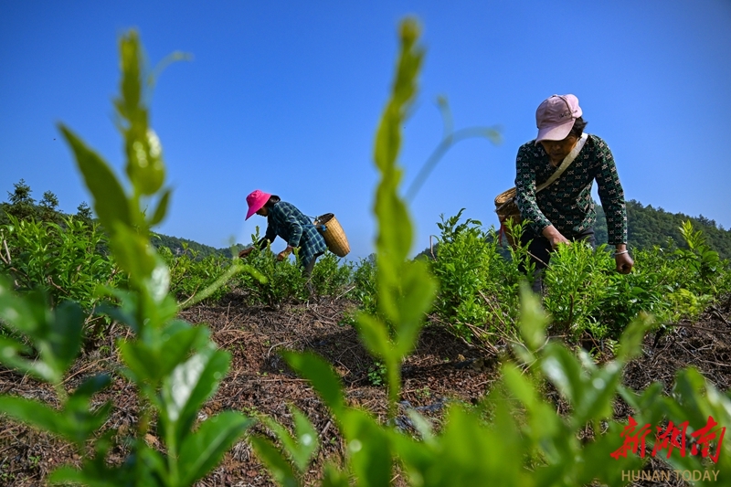 武陵源高山莓茶助民增收