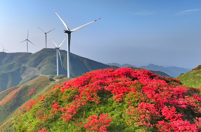 风电花海绘春景