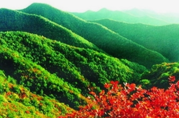青山引路人付斌：从守护山林到经营生态