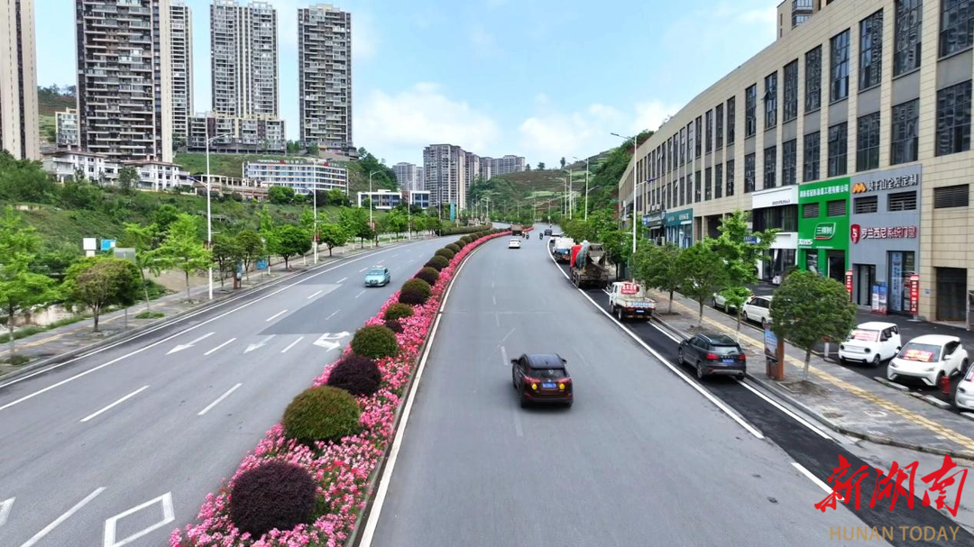 一路生花 ！凤凰这条大道变身“月季花路”，随手拍都是氛围感大片