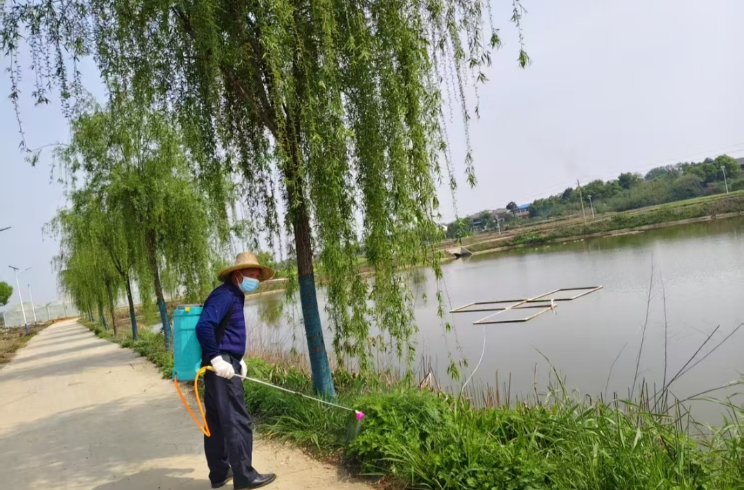 湘阴东塘推进清理“加拿大一枝黄花”行动