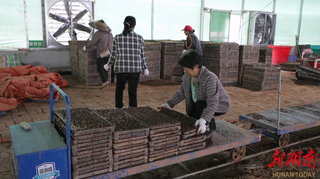 鹤城区：科技育苗 助力春耕备耕
