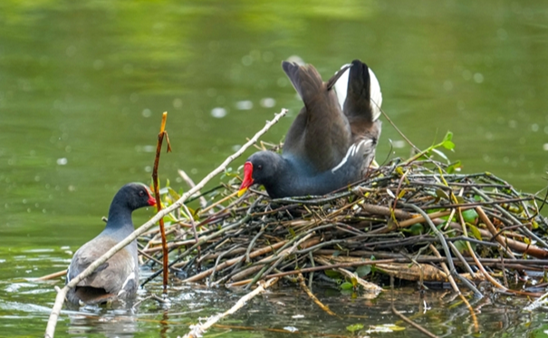Dongting Lake Area's Ecology Keeps Improving