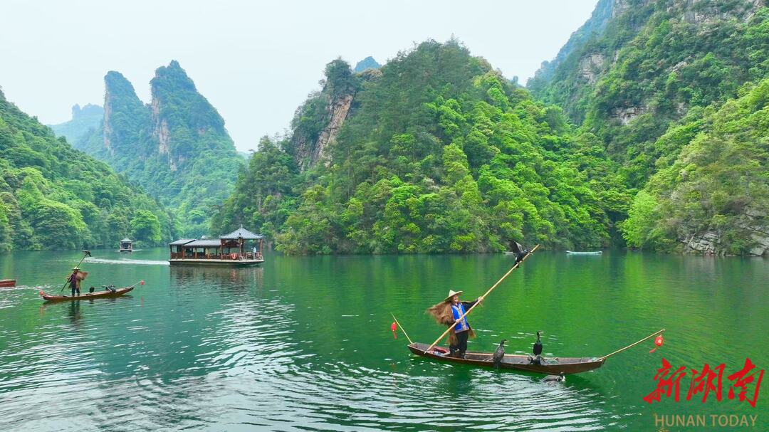 千年渔猎技艺“活”在山水间 张家界宝峰湖再现鸬鹚捕鱼盛景