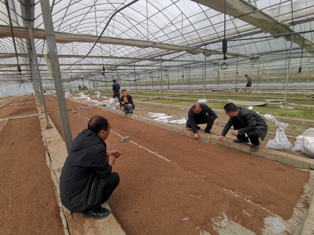 花垣县打好秧苗“预防针” 筑牢水稻增产根基