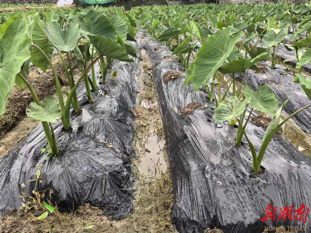 江永：高品质早熟香芋促增收