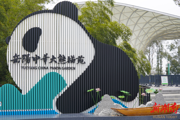 共赴旅发盛会•五一江湖相“岳”⑦ | 萌动岳阳，国宝相伴！五一来逛岳阳中华大熊猫苑