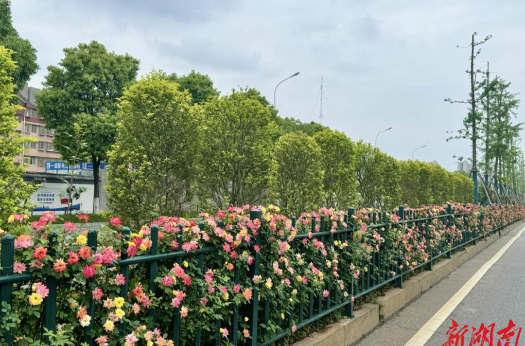 叮！请查收您的这份长沙花事图鉴
