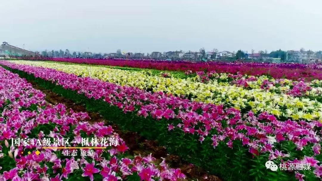 “五一”好“德味”⑦ ｜12条精品旅游线路，带你解锁桃源自然、人文、生态之美