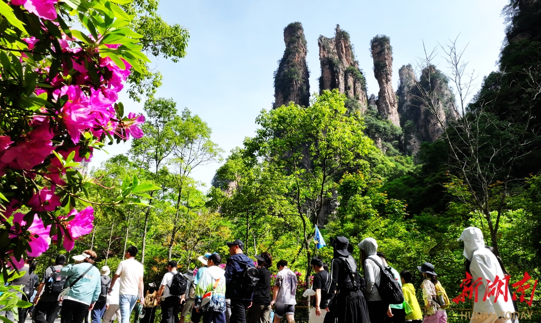 “五一”嗨游张家界㉓丨武陵源迎来五一旅游高峰 多项便利服务“宠游客”