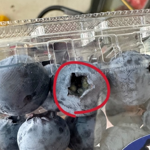 假期·提示丨冲上热搜！蓝莓“肚脐眼”有霉菌？网友：天天都吃