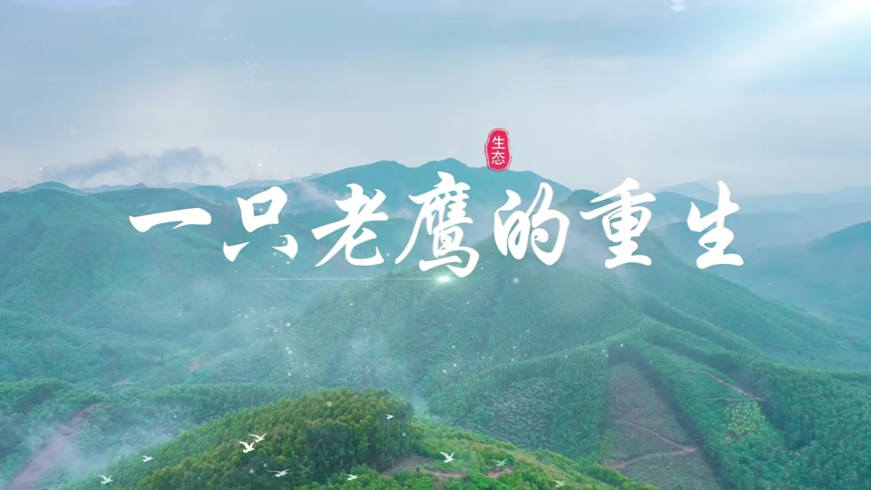 视频|走进新化土坪村，见证一只老鹰的重生