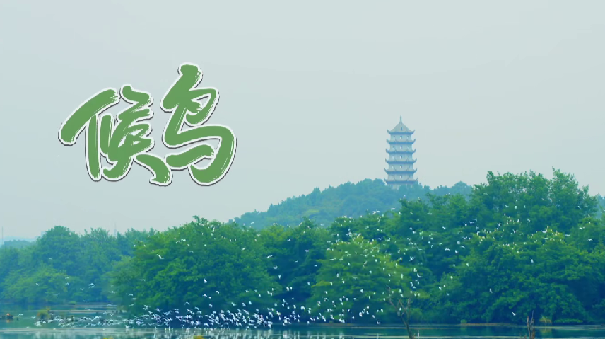 雙牌推出保護(hù)候鳥(niǎo)公益歌曲《候鳥(niǎo)》