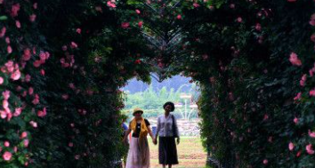 Romantic Roses in Full Blossom at Hunan Botanical Garden