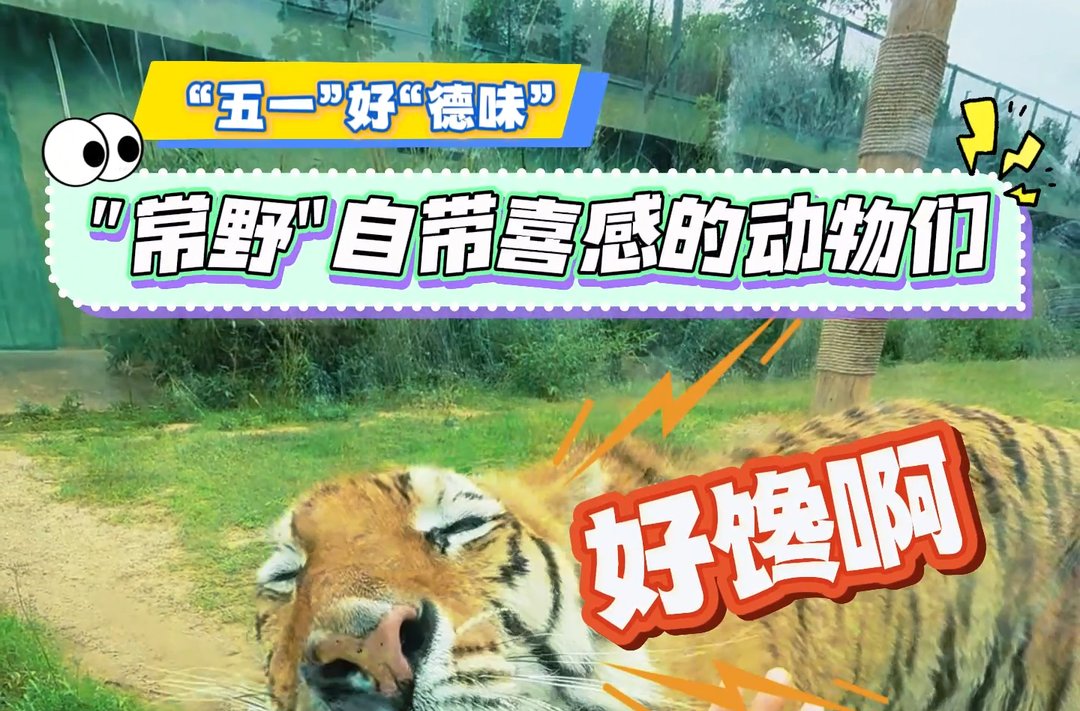 “五一”好“德味”㉖ | “常野”自带喜感的动物们