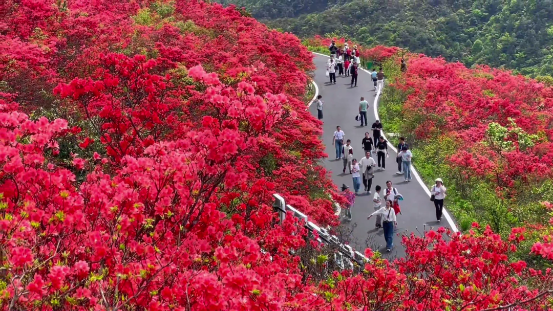 永州问“道”·五一文旅特辑丨双牌阳明山：十万亩高山杜鹃“花海”变“人海” “颜值”变“产值”