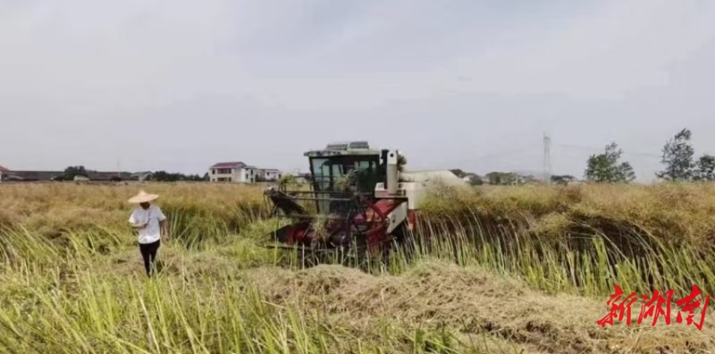 衡阳市301.3万亩油菜迎丰收  产量预计34万吨