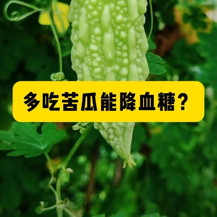 科普一下｜多吃苦瓜能降血糖？