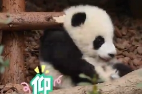 跟熊猫宝宝一起学仰卧起坐
