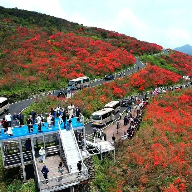 永州“花事”何以频频吸睛？赏花游拒绝“审美疲劳”——@湖南日报要闻版