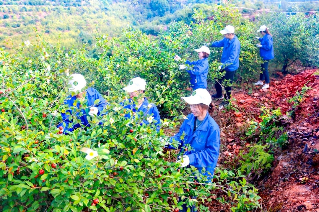 总产值三年翻番!探寻平江粮油产业“升级密码”