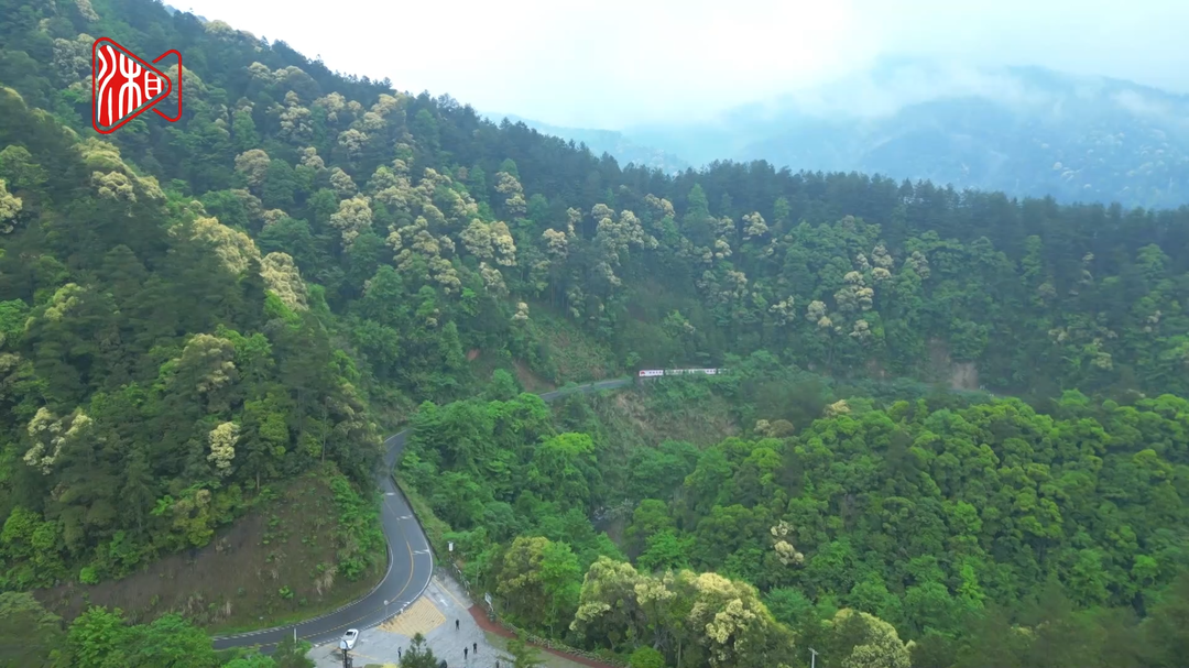 南山国家公园现栲树与甜槠树交织绽放花海奇观
