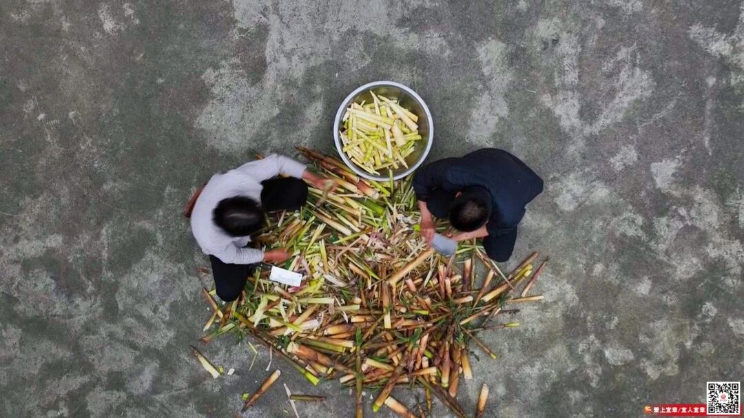 宜章莽山：苦笋扯出“甜”滋味