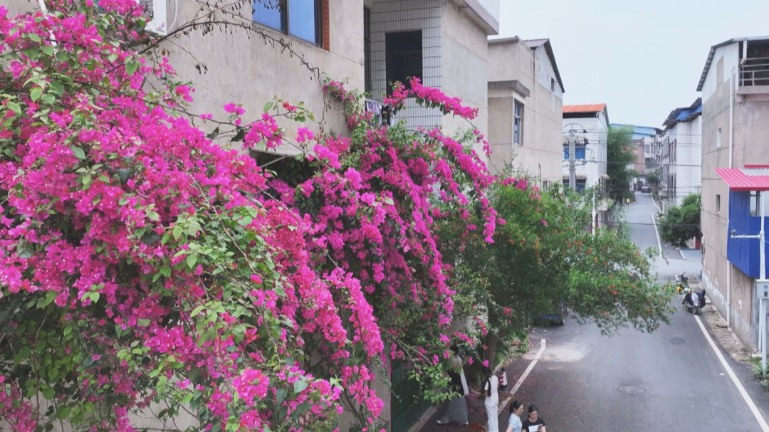“网红花墙”成安仁顶流 市民争相打卡邂逅浪漫花瀑