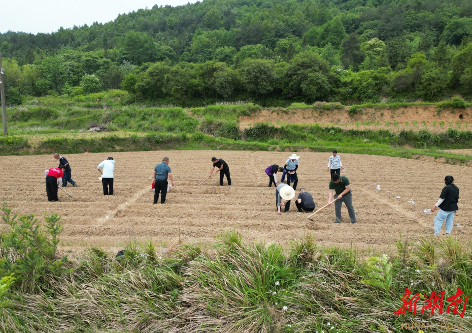 亩产由90公斤提升到250公斤以上，安化小籽花生提纯复壮成效显著