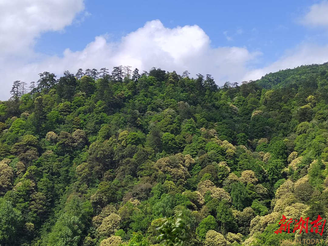 我国北纬26°带低海拔生物多样性富集地——南山国家公园候选区24公顷森林生态系统大样地揭秘