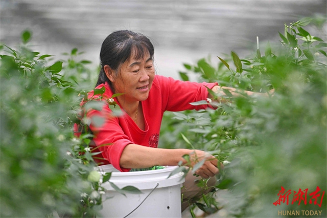 Zhangshugang Pepper Becomes a Thriving Industry in Yueyang