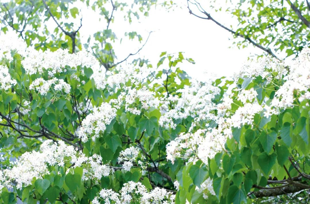 又闻桐油香