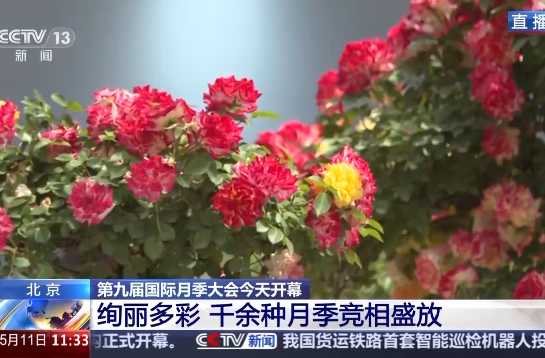 英文都是rose 玫瑰、月季、蔷薇有何不同？三招分辨