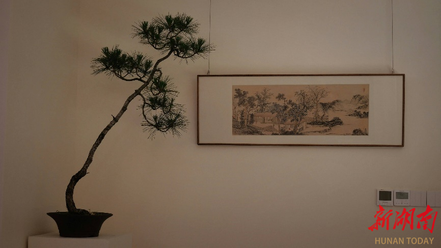 赏蒲赏画品清香，长沙举行文人菖蒲展