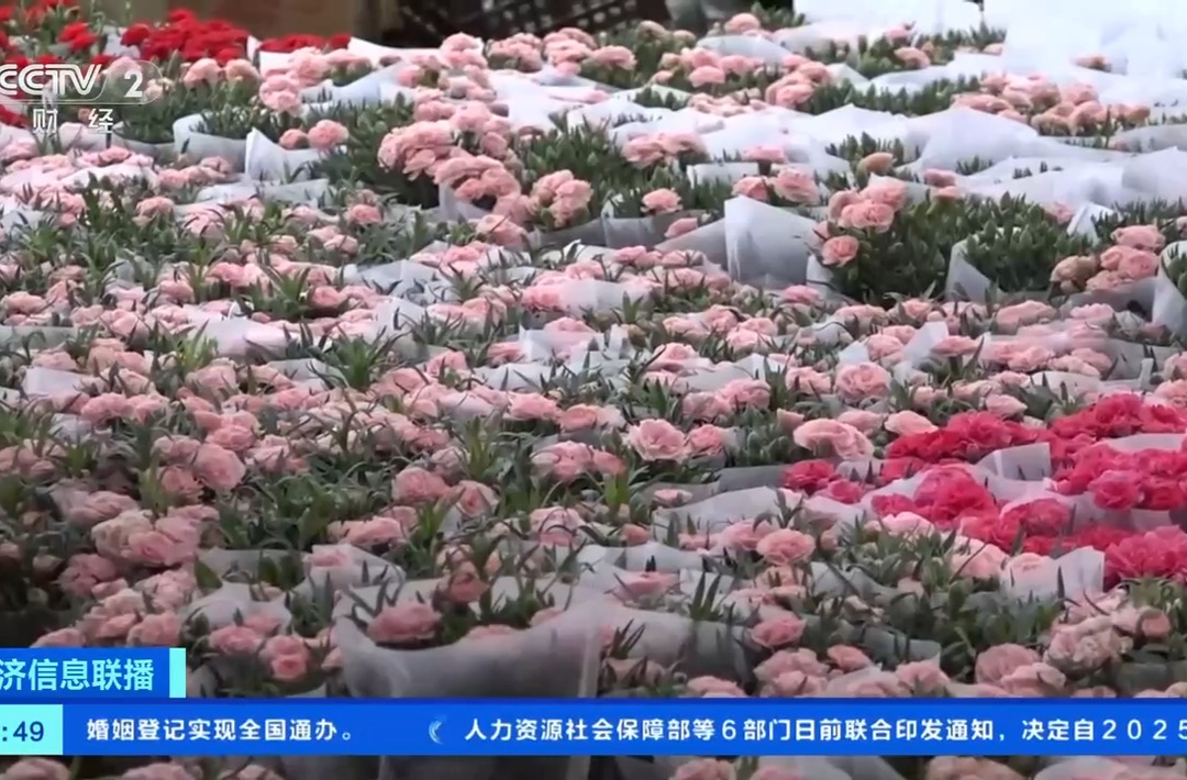 康乃馨、芍药热卖 母亲节多地鲜花销售火爆