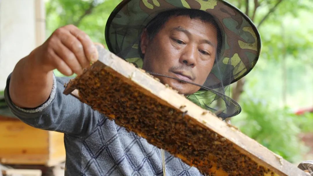 長沙“輪椅哥”用“半截身體”撐起一個家，為殘友贈送蜂箱獲好評