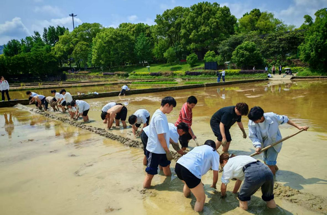 到田间锤炼真本领——怀化职院组织学生开展实验早稻插秧实践