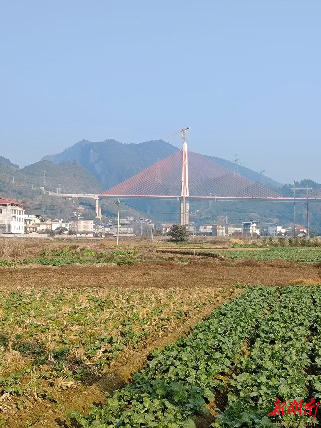 美文欣赏丨南岔枇杷记