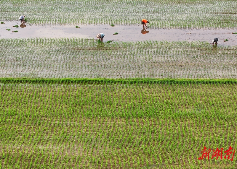 油稻轮作助增收