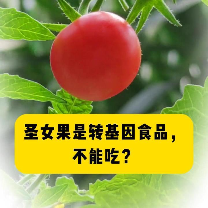 科普一下｜圣女果是转基因食品，不能吃？