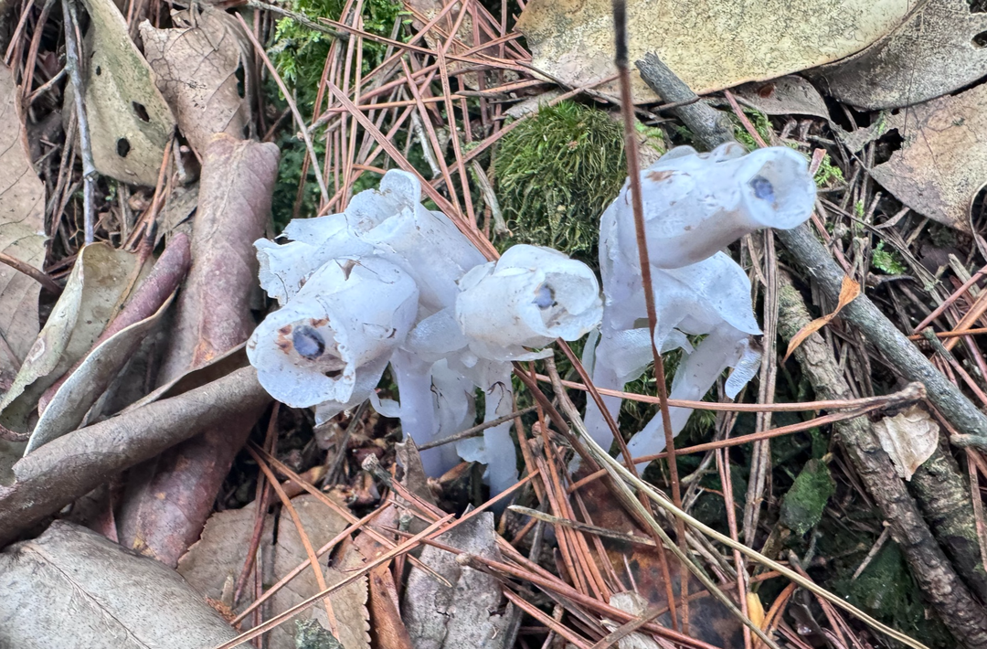 新宁首次发现大规模水晶兰群落，属国家近危级珍稀植物