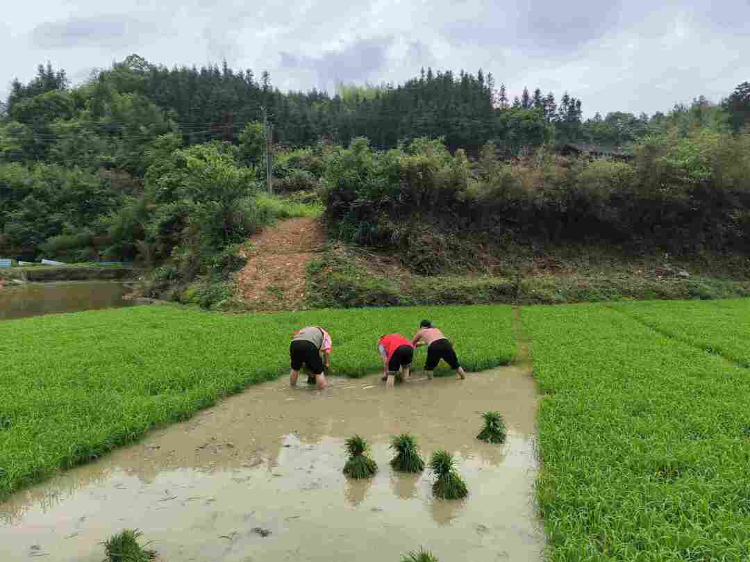爱心插秧助农，情暖残疾家庭