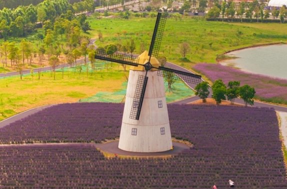 Vast Fields of Lavender Welcome Tourists