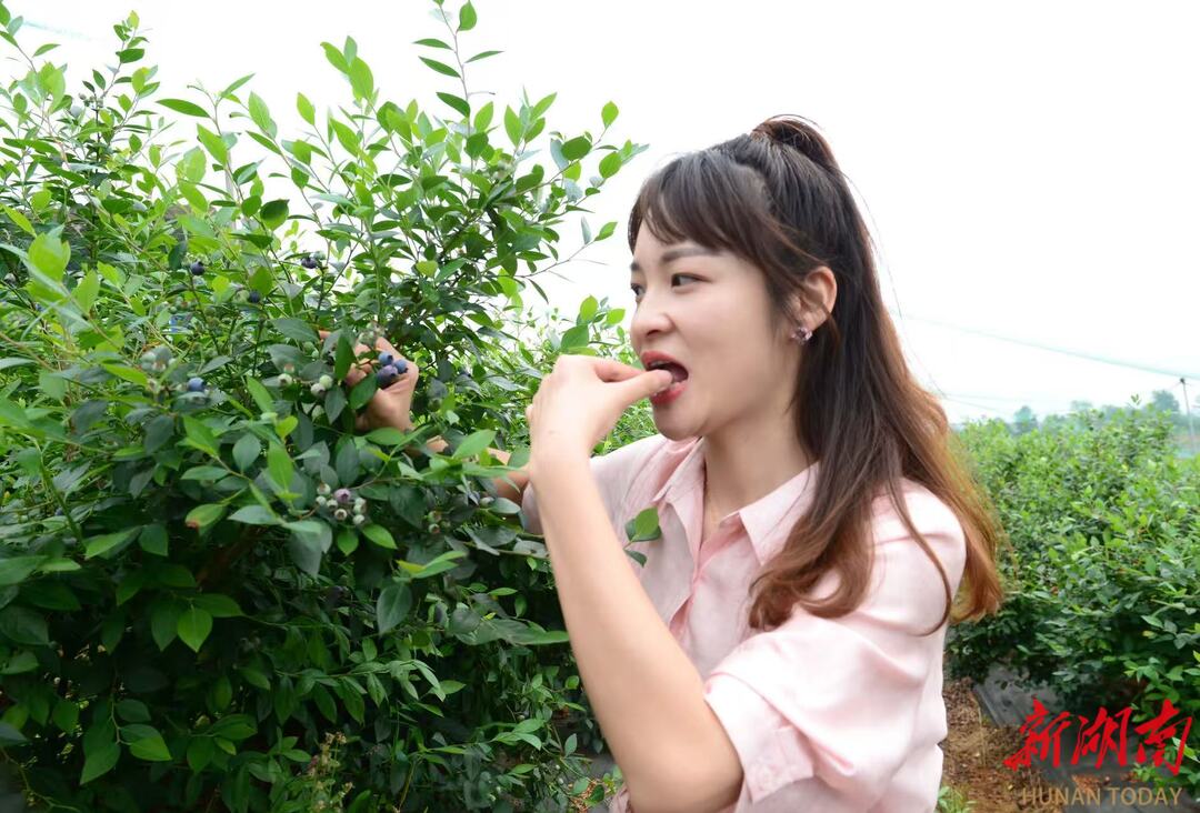 果香四溢！两大蓝莓园同步开园，去石鼓区摘蓝莓啦！