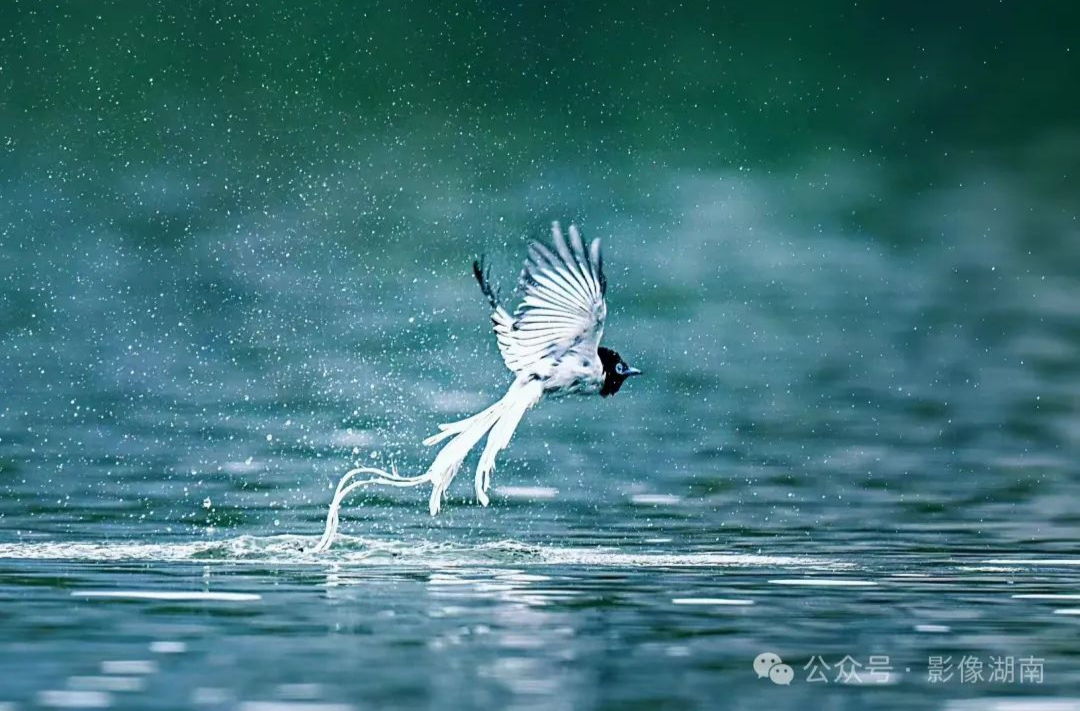摄影师晨昏坚守，寿带鸟惊喜“闪现”……