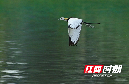 南岳衡山首次拍到“水凤凰”清晰影像