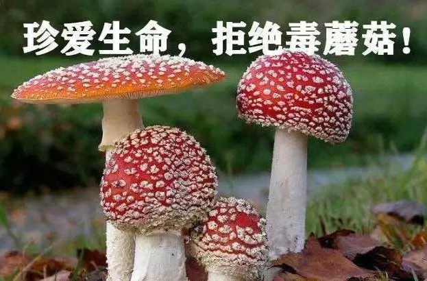 安化县林业局开展预防野生蘑菇中毒宣传活动