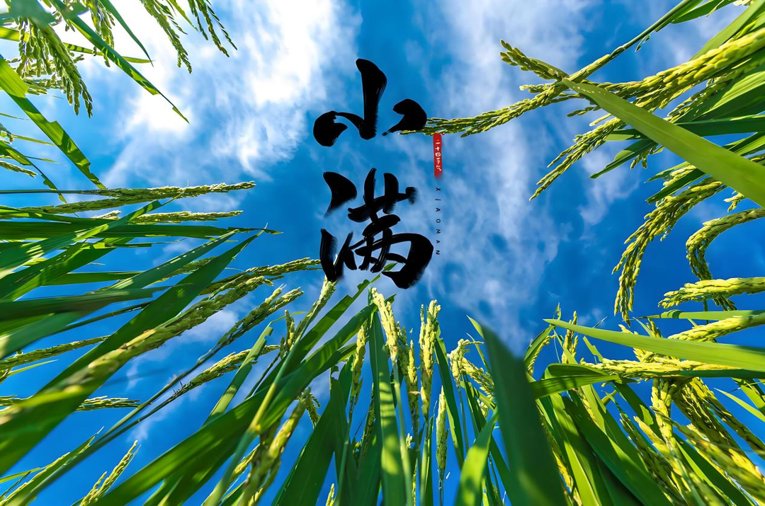 中医谈小满节气 | 小满湿热易生疹，健脾养心巧度夏