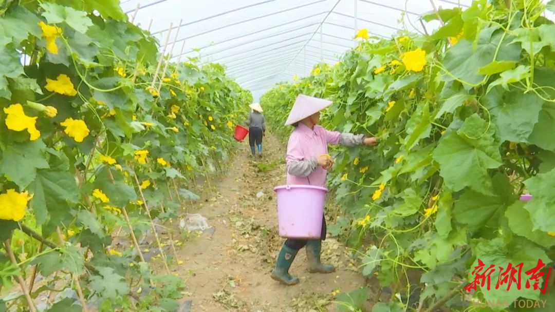 鼎城蔬菜持续上新 产销两旺“丰”景正浓